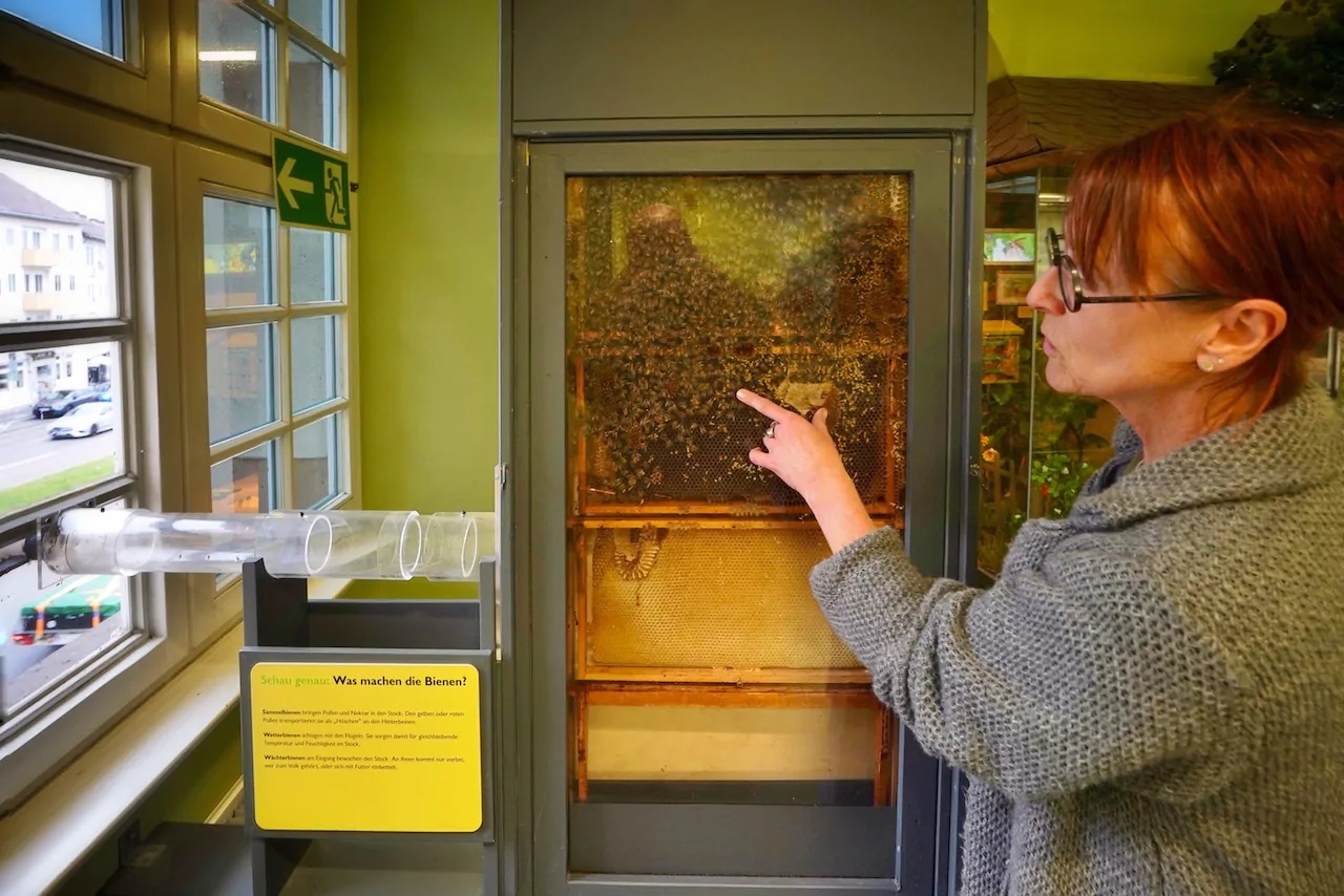 Ottoneum-Kassel-Naturkundemuseum-36